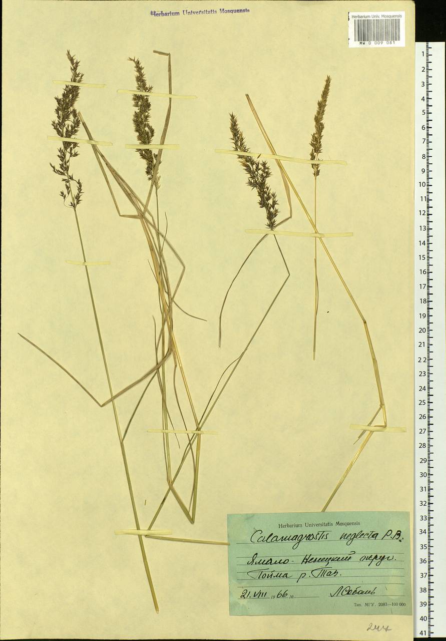 Achnatherum calamagrostis (L.) P.Beauv., Siberia, Western Siberia (S1) (Russia)