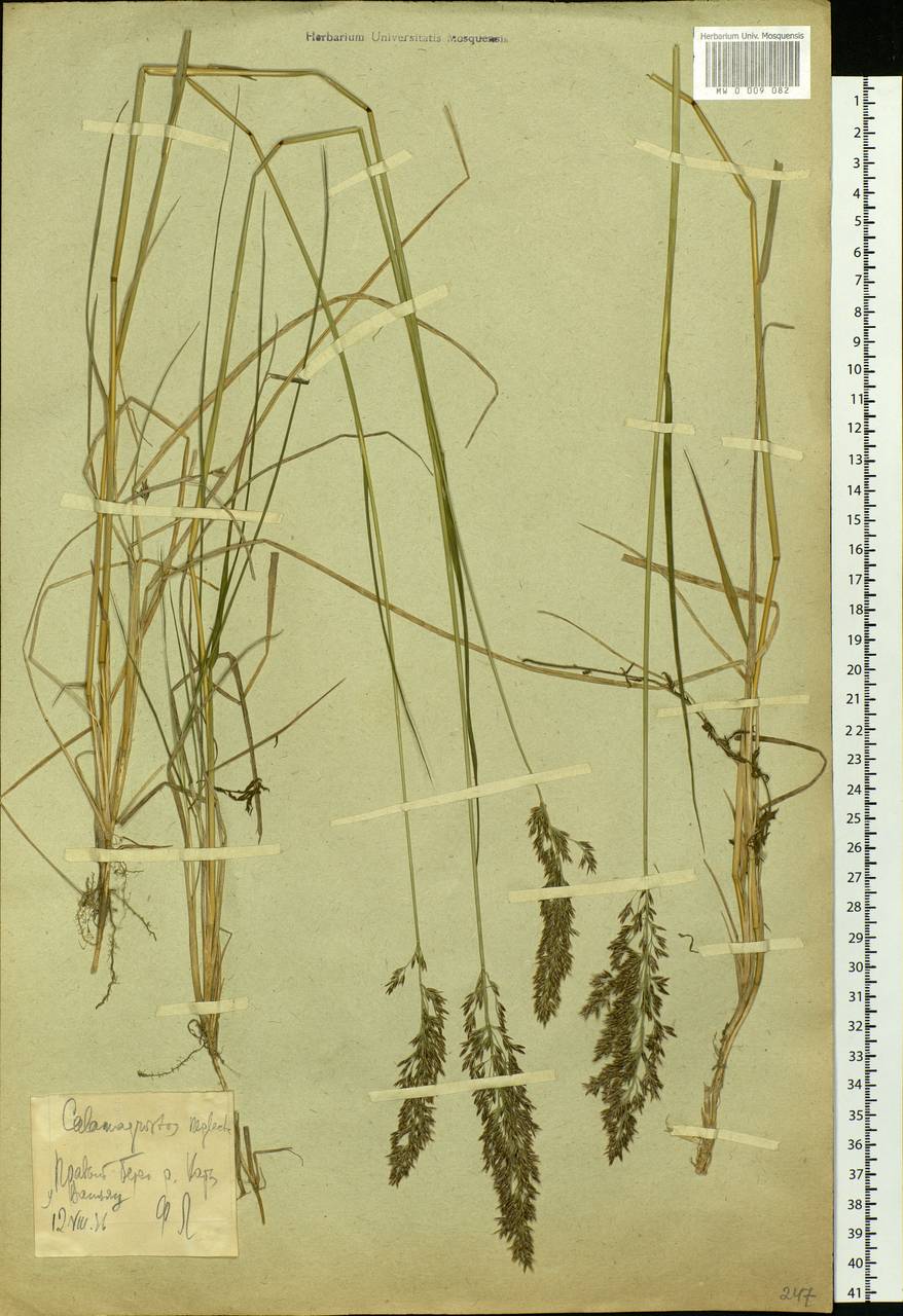 Calamagrostis stricta (Timm) Koeler, Siberia, Western Siberia (S1) (Russia)