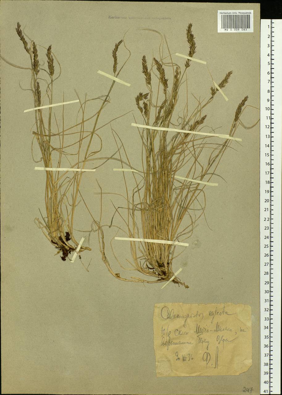 Achnatherum calamagrostis (L.) P.Beauv., Eastern Europe, Northern region (E1) (Russia)