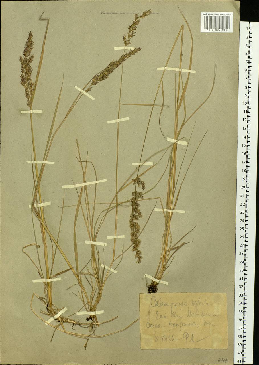 Achnatherum calamagrostis (L.) P.Beauv., Eastern Europe, Northern region (E1) (Russia)