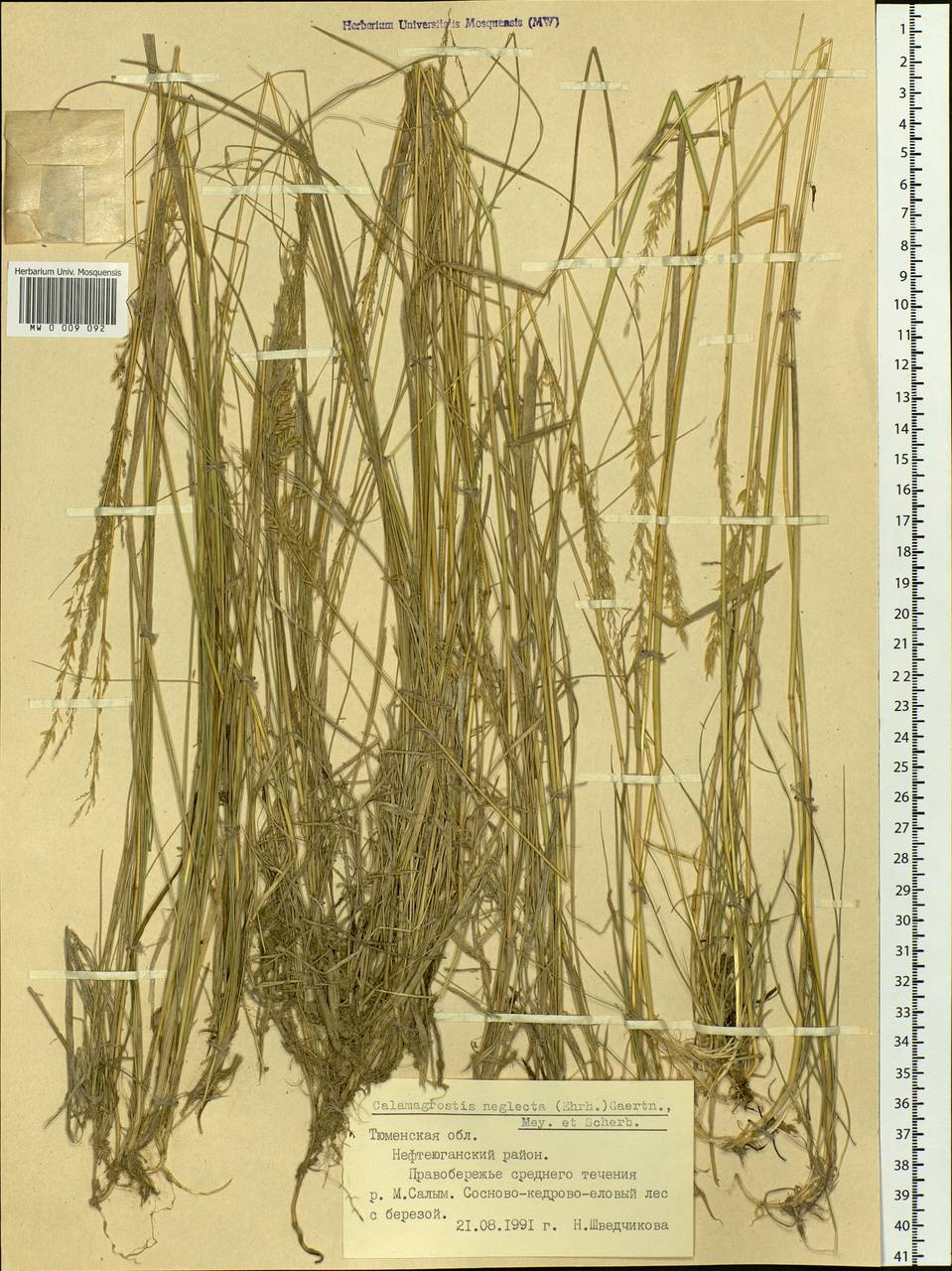 Achnatherum calamagrostis (L.) P.Beauv., Siberia, Western Siberia (S1) (Russia)