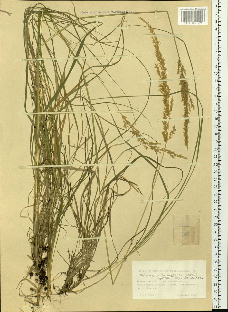 Achnatherum calamagrostis (L.) P.Beauv., Siberia, Western Siberia (S1) (Russia)