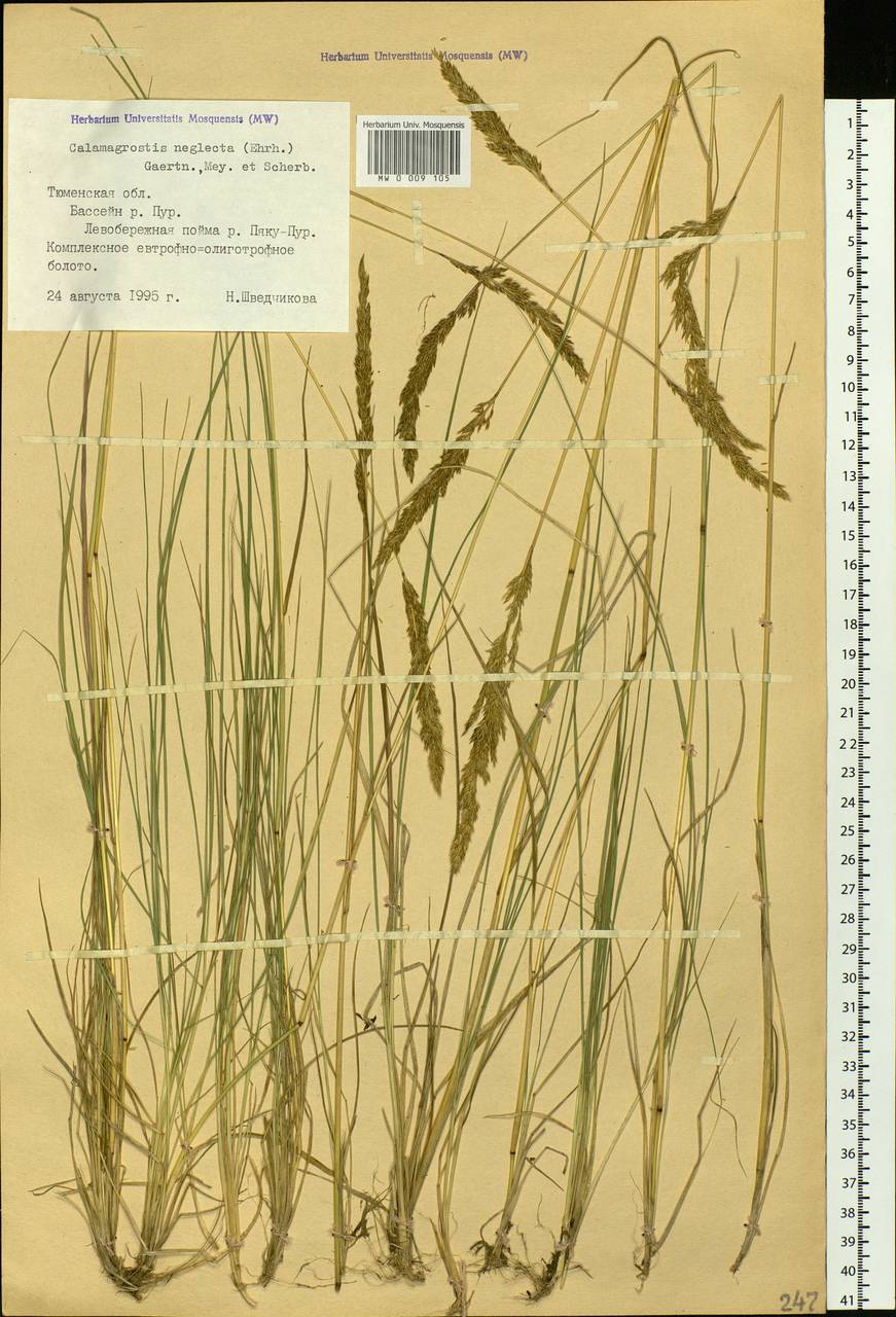 Calamagrostis stricta (Timm) Koeler, Siberia, Western Siberia (S1) (Russia)