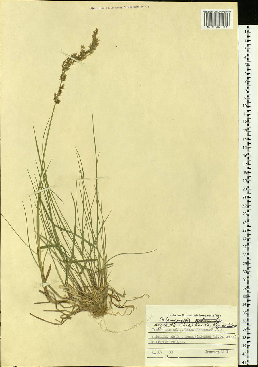 Achnatherum calamagrostis (L.) P.Beauv., Siberia, Western Siberia (S1) (Russia)