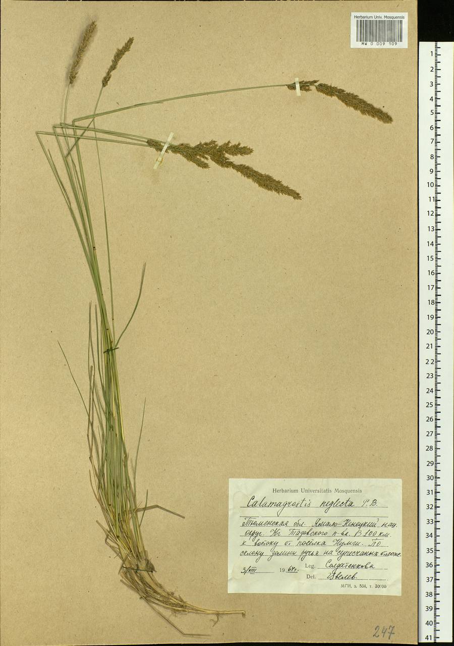 Calamagrostis stricta (Timm) Koeler, Siberia, Western Siberia (S1) (Russia)