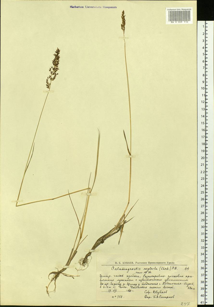 Achnatherum calamagrostis (L.) P.Beauv., Eastern Europe, Northern region (E1) (Russia)