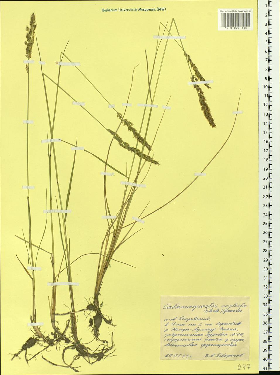 Achnatherum calamagrostis (L.) P.Beauv., Siberia, Western Siberia (S1) (Russia)