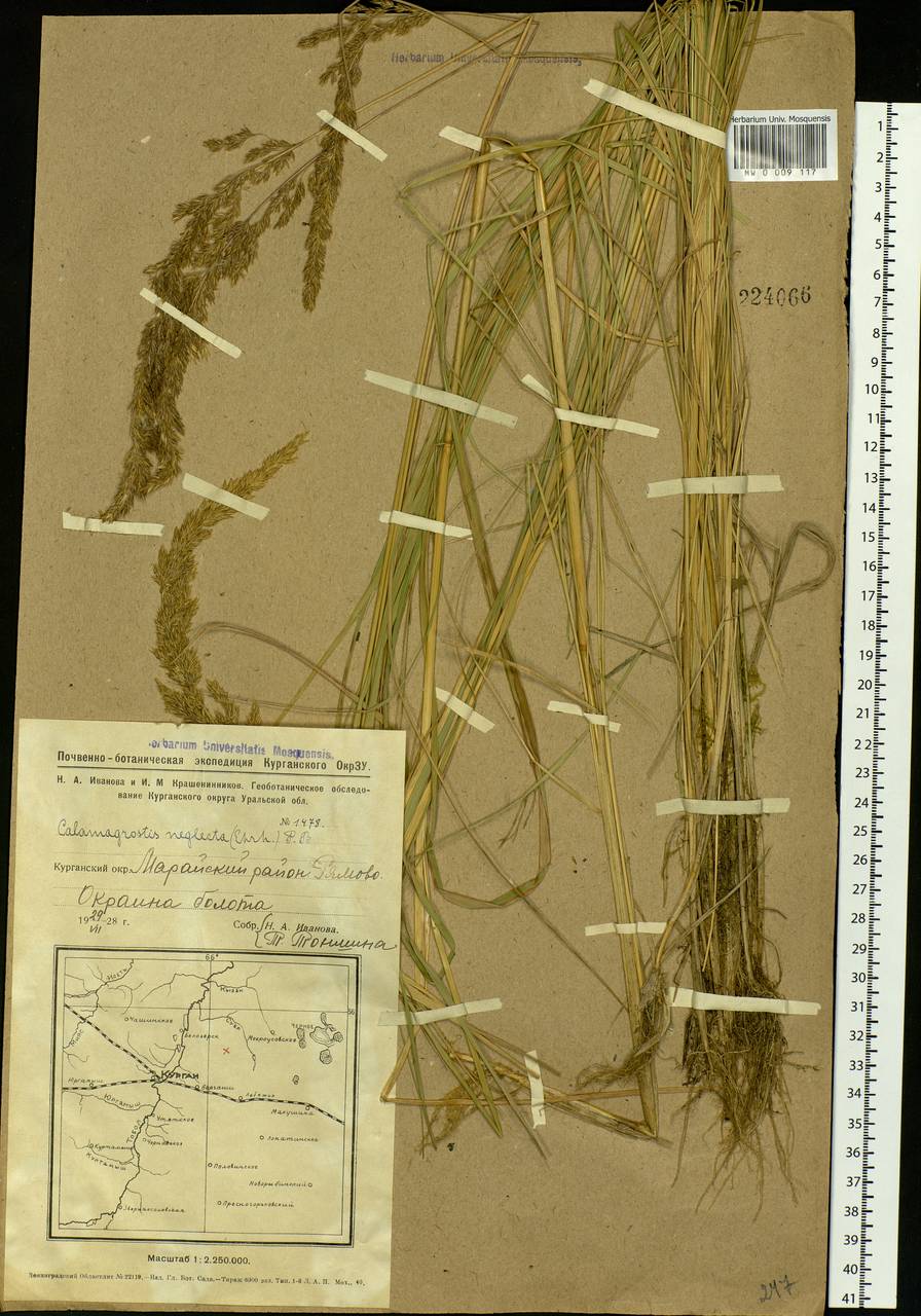 Achnatherum calamagrostis (L.) P.Beauv., Siberia, Western Siberia (S1) (Russia)