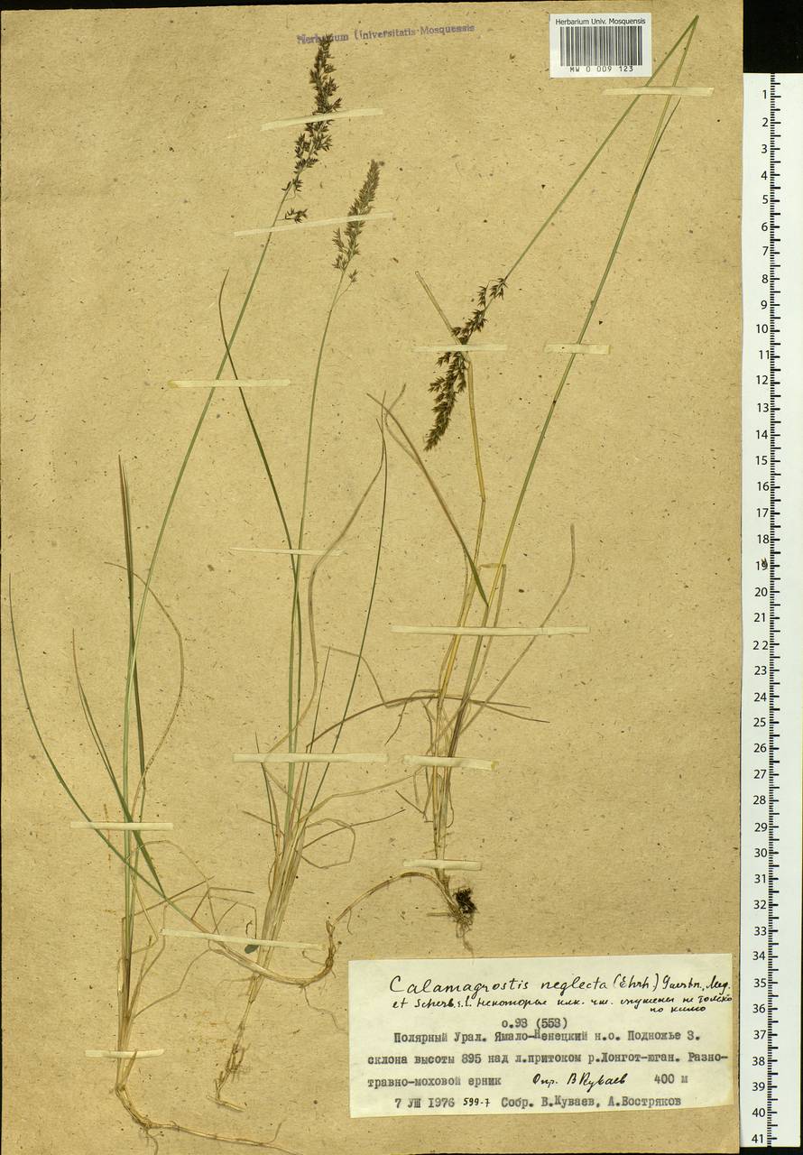 Achnatherum calamagrostis (L.) P.Beauv., Siberia, Western Siberia (S1) (Russia)