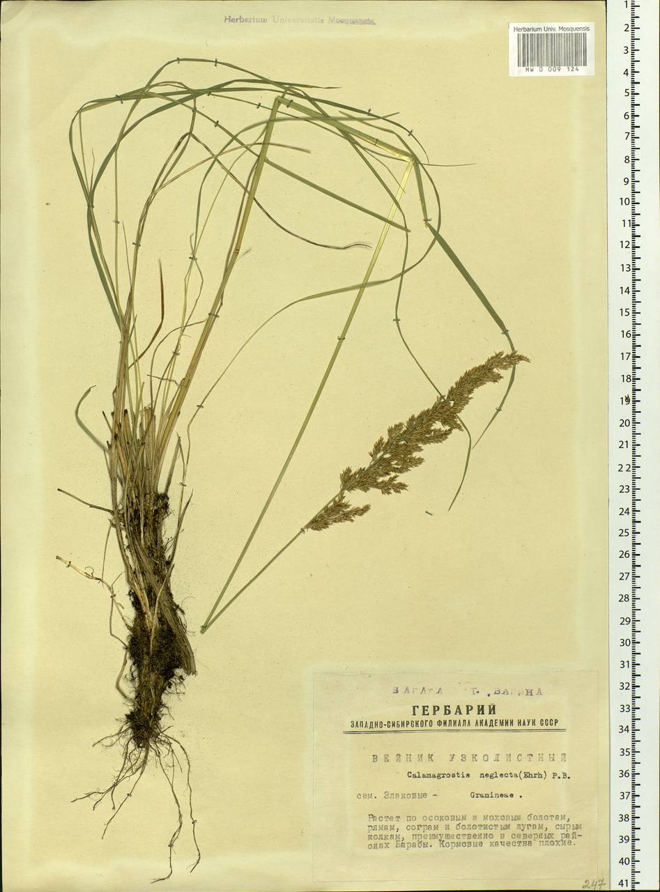 Achnatherum calamagrostis (L.) P.Beauv., Siberia, Western Siberia (S1) (Russia)