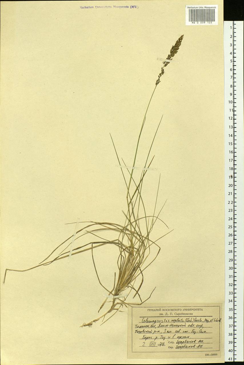 Achnatherum calamagrostis (L.) P.Beauv., Siberia, Western Siberia (S1) (Russia)