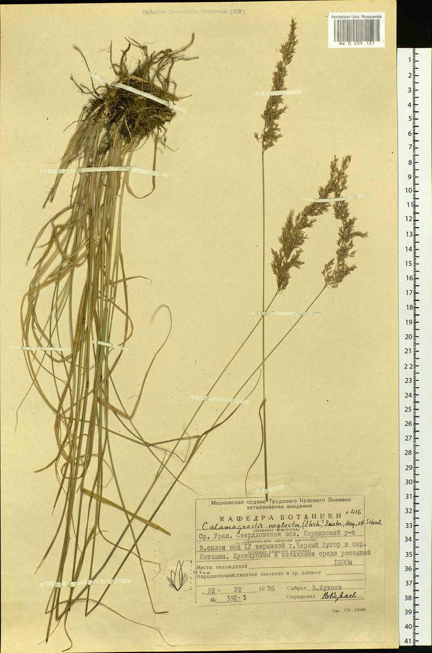 Achnatherum calamagrostis (L.) P.Beauv., Eastern Europe, Eastern region (E10) (Russia)