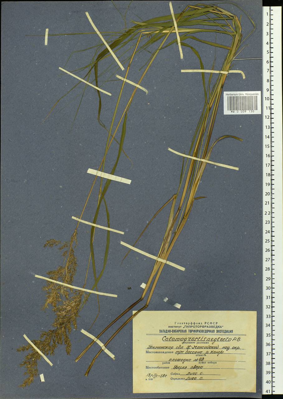 Achnatherum calamagrostis (L.) P.Beauv., Siberia, Western Siberia (S1) (Russia)