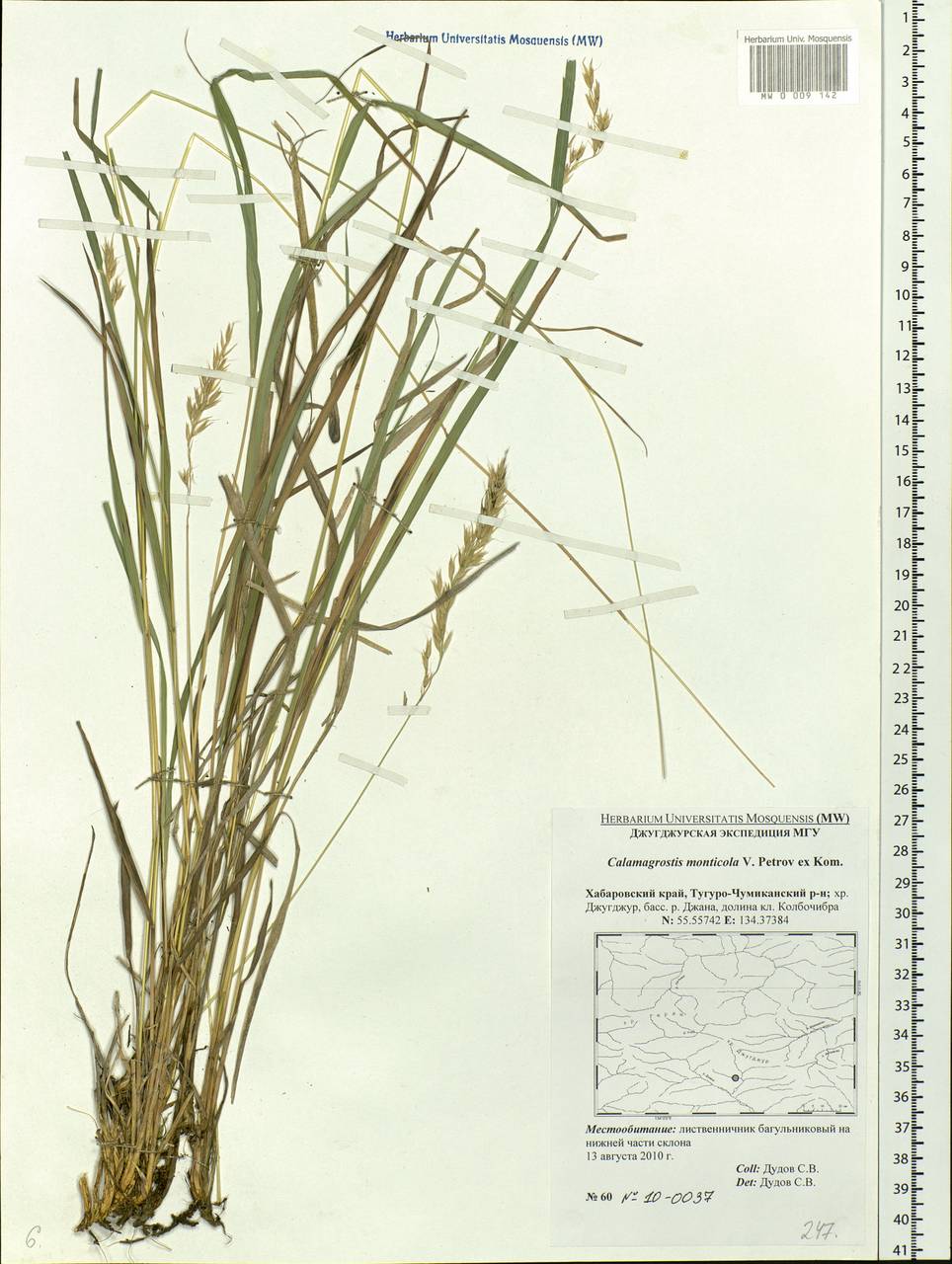 Calamagrostis arundinacea (L.) Roth, Siberia, Russian Far East (S6) (Russia)