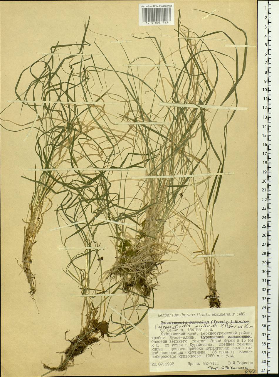 Calamagrostis arundinacea (L.) Roth, Siberia, Russian Far East (S6) (Russia)