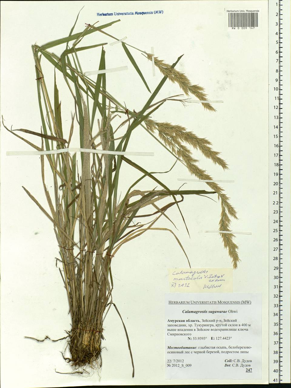 Calamagrostis arundinacea (L.) Roth, Siberia, Russian Far East (S6) (Russia)