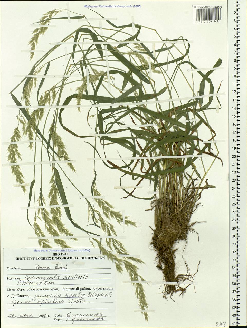 Calamagrostis arundinacea (L.) Roth, Siberia, Russian Far East (S6) (Russia)