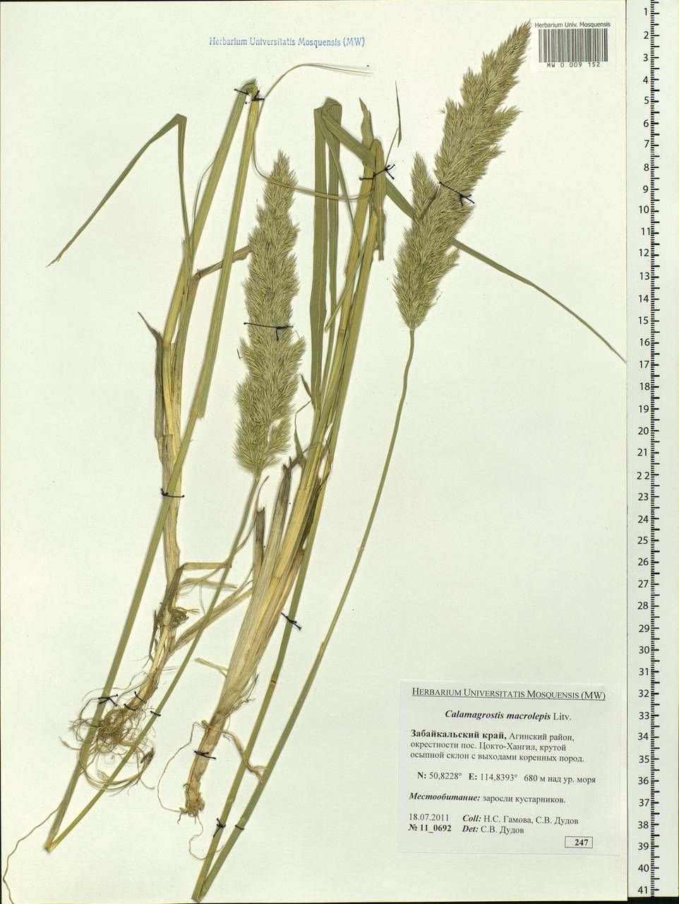 Calamagrostis macrolepis Litv., Siberia, Baikal & Transbaikal region (S4) (Russia)