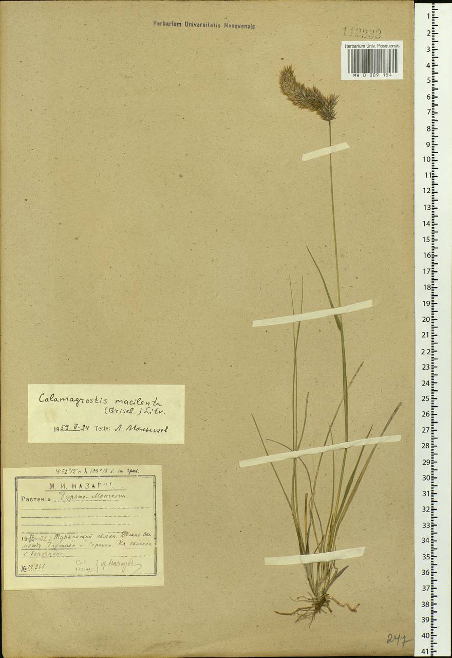 Calamagrostis macilenta (Griseb.) Litv., Siberia, Baikal & Transbaikal region (S4) (Russia)