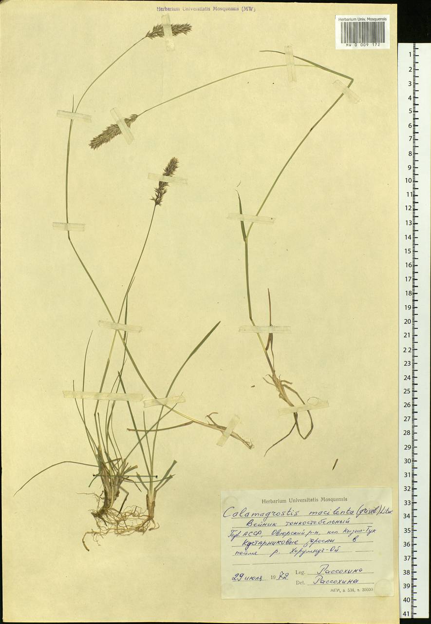 Calamagrostis macilenta (Griseb.) Litv., Siberia, Altai & Sayany Mountains (S2) (Russia)