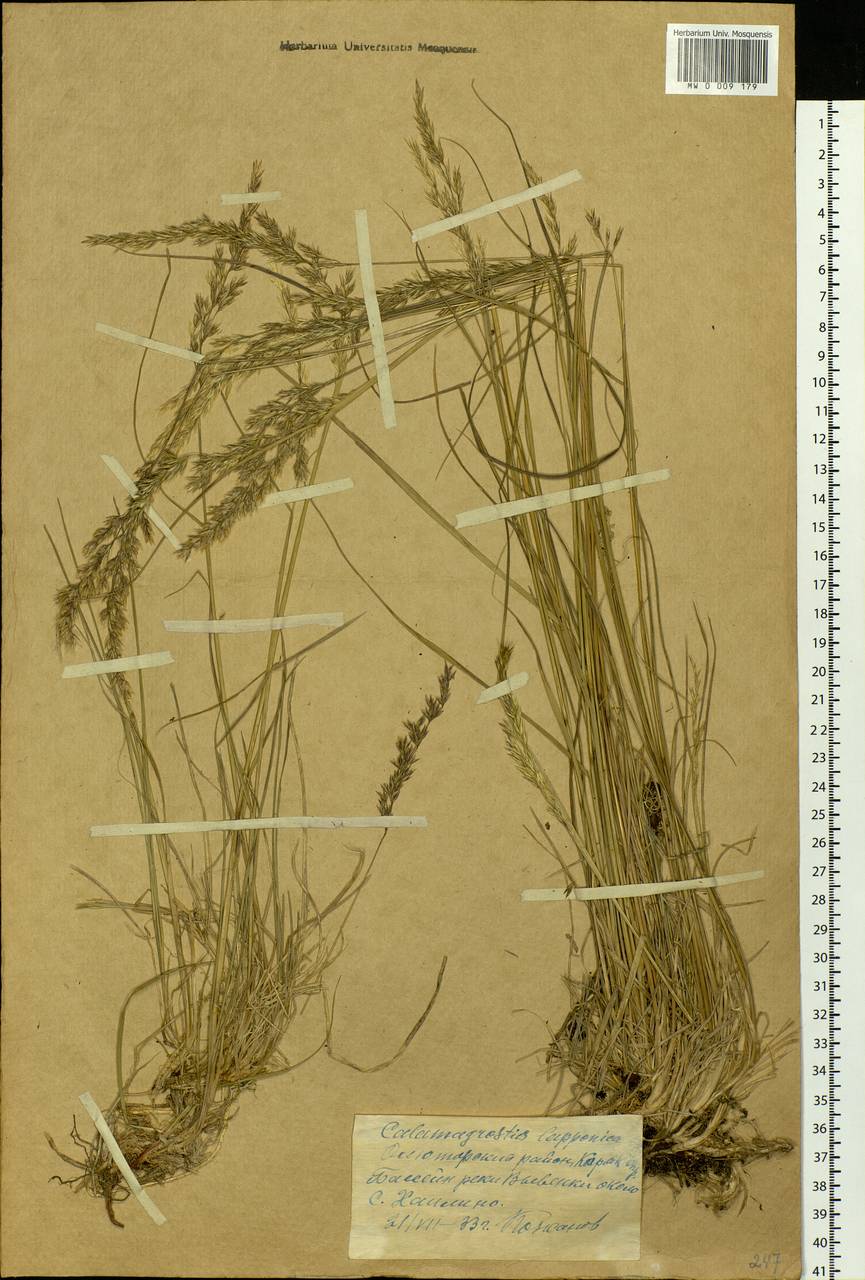 Calamagrostis lapponica (Wahlenb.) Hartm., Siberia, Chukotka & Kamchatka (S7) (Russia)