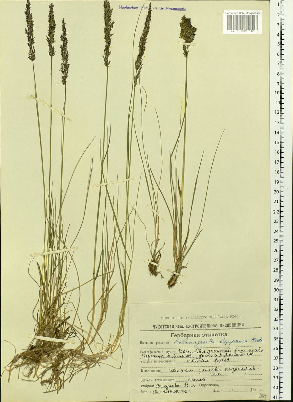 Calamagrostis lapponica (Wahlenb.) Hartm., Siberia, Chukotka & Kamchatka (S7) (Russia)
