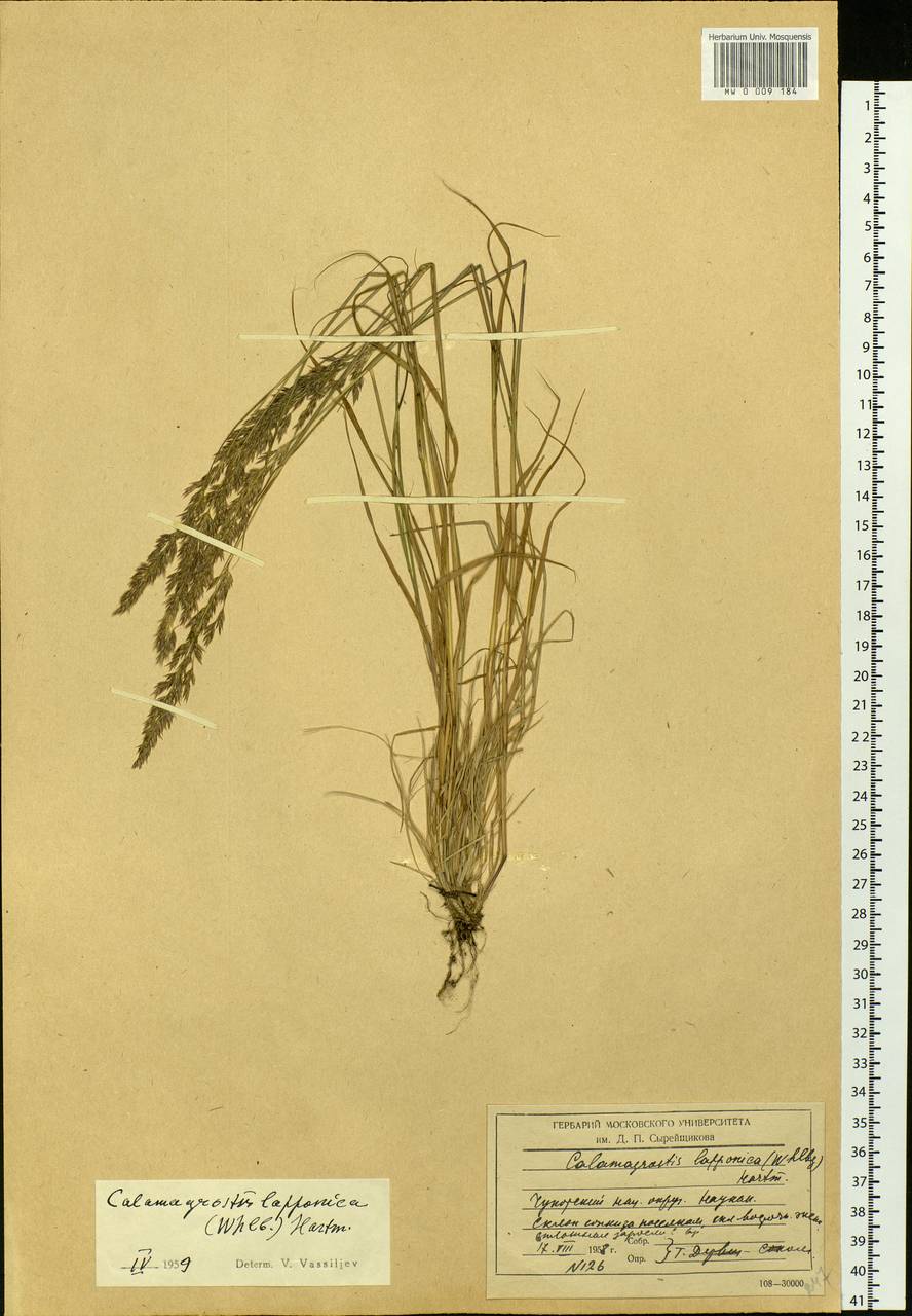 Calamagrostis lapponica (Wahlenb.) Hartm., Siberia, Chukotka & Kamchatka (S7) (Russia)
