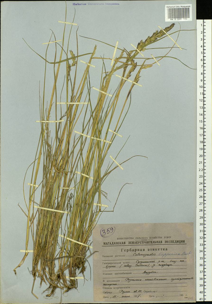 Calamagrostis lapponica (Wahlenb.) Hartm., Siberia, Chukotka & Kamchatka (S7) (Russia)