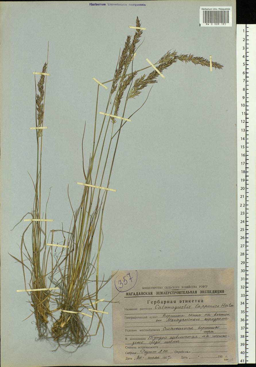 Calamagrostis lapponica (Wahlenb.) Hartm., Siberia, Chukotka & Kamchatka (S7) (Russia)