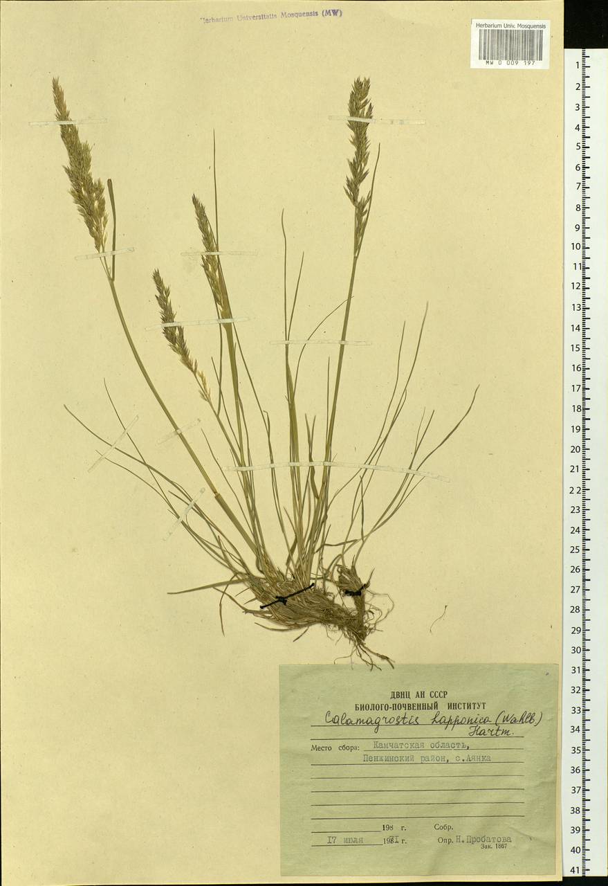 Calamagrostis lapponica (Wahlenb.) Hartm., Siberia, Chukotka & Kamchatka (S7) (Russia)