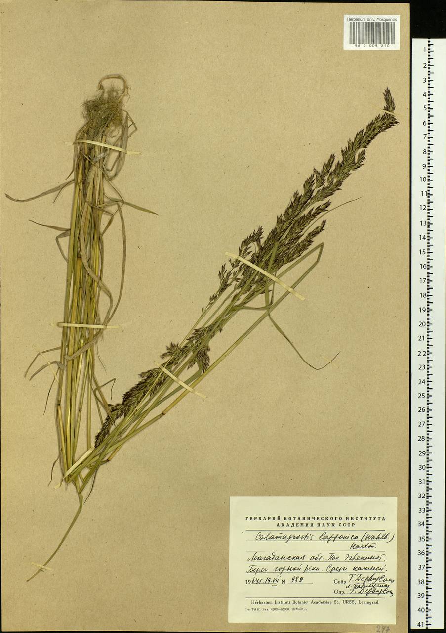 Calamagrostis lapponica (Wahlenb.) Hartm., Siberia, Chukotka & Kamchatka (S7) (Russia)