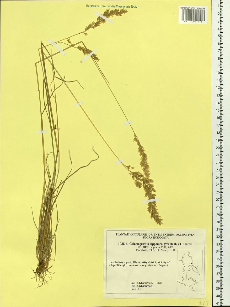 Calamagrostis lapponica (Wahlenb.) Hartm., Siberia, Chukotka & Kamchatka (S7) (Russia)