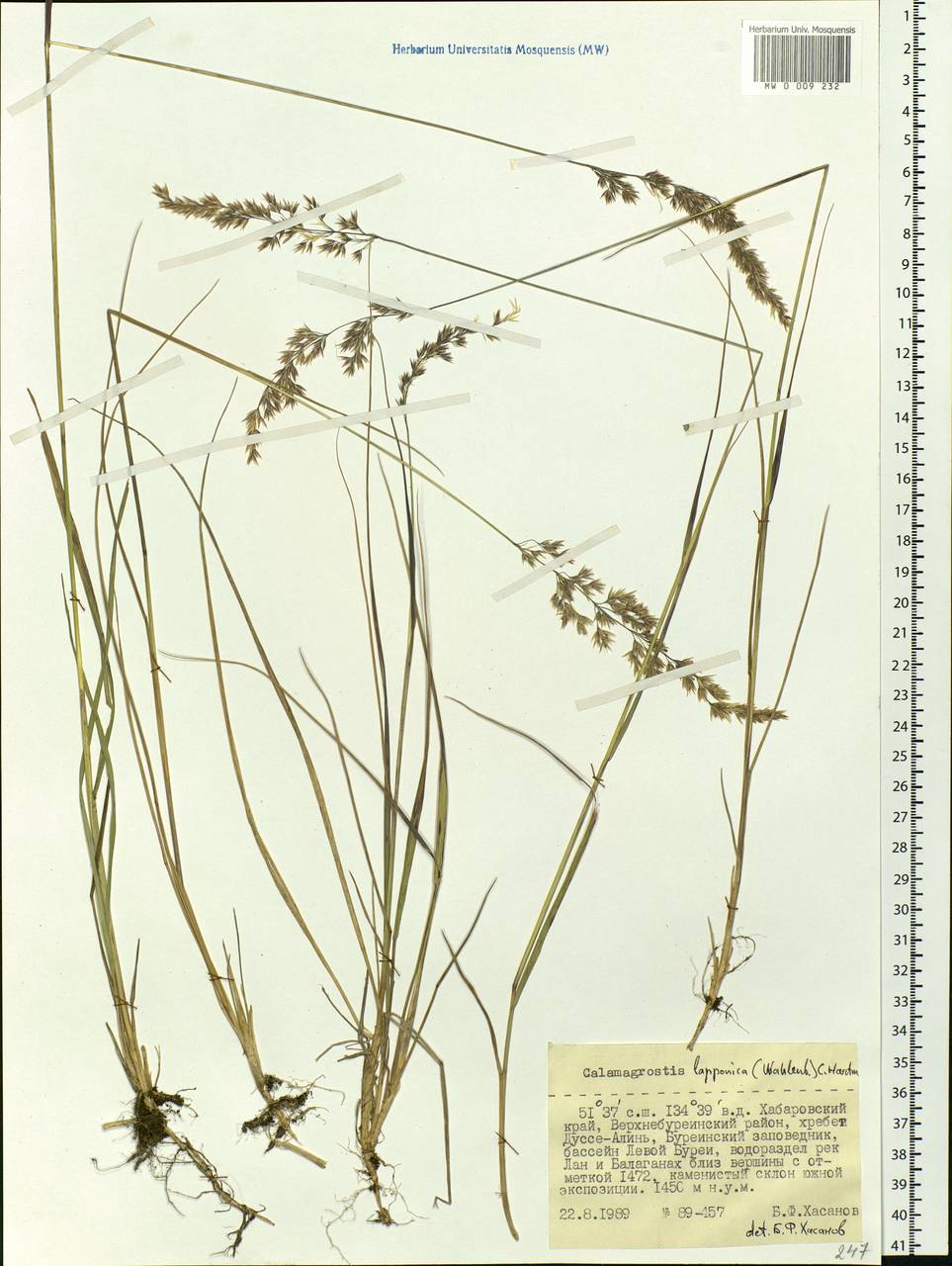 Calamagrostis lapponica (Wahlenb.) Hartm., Siberia, Russian Far East (S6) (Russia)