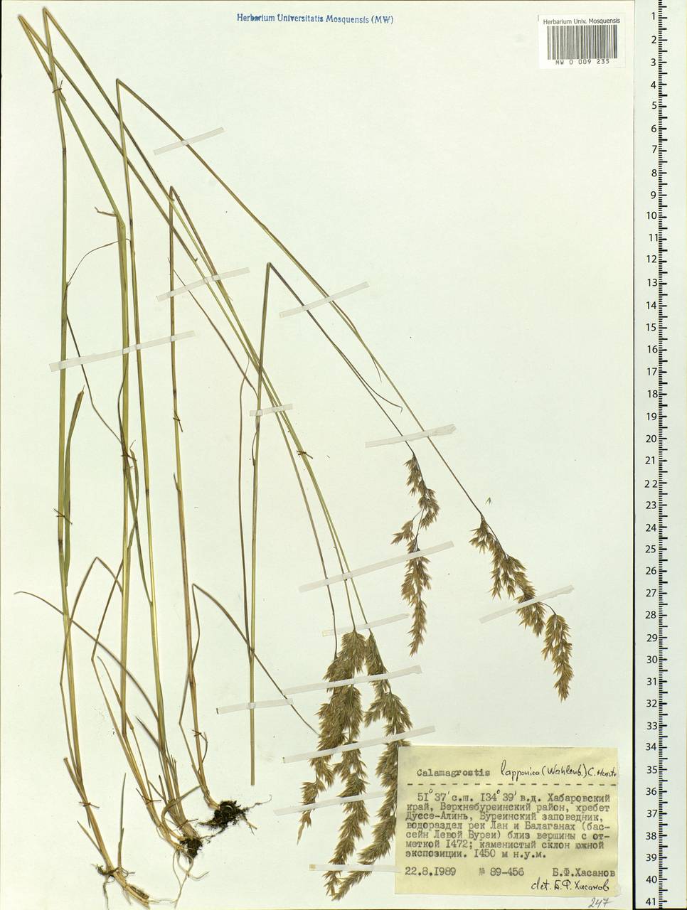 Calamagrostis lapponica (Wahlenb.) Hartm., Siberia, Russian Far East (S6) (Russia)