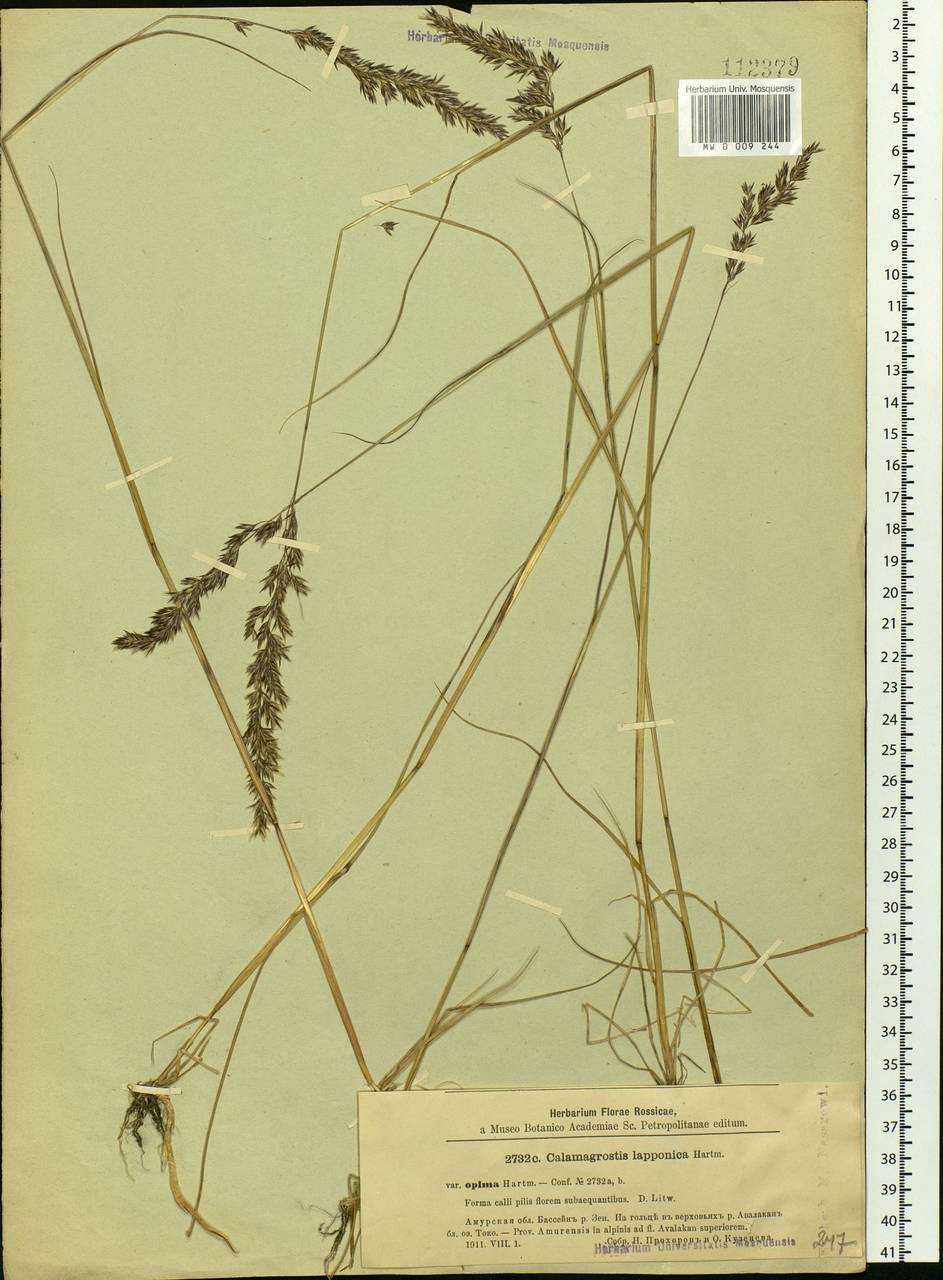 Calamagrostis lapponica (Wahlenb.) Hartm., Siberia, Russian Far East (S6) (Russia)