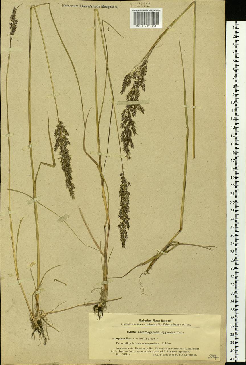 Calamagrostis lapponica (Wahlenb.) Hartm., Siberia, Russian Far East (S6) (Russia)