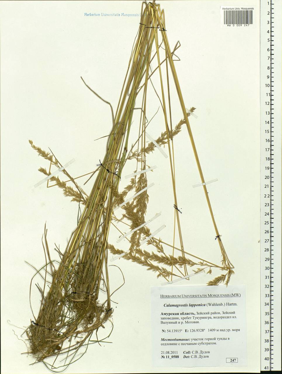 Calamagrostis lapponica (Wahlenb.) Hartm., Siberia, Russian Far East (S6) (Russia)