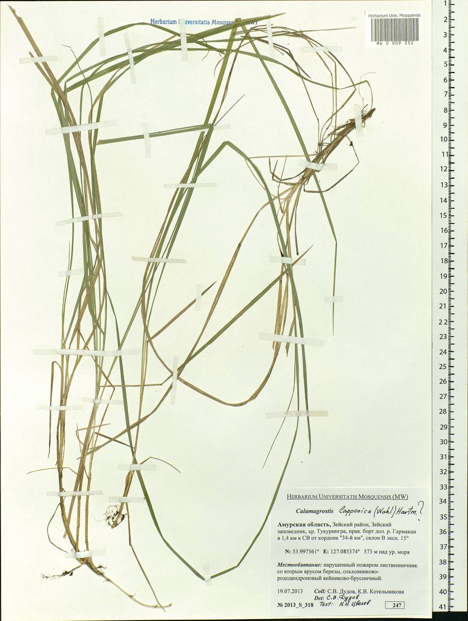 Calamagrostis lapponica (Wahlenb.) Hartm., Siberia, Russian Far East (S6) (Russia)