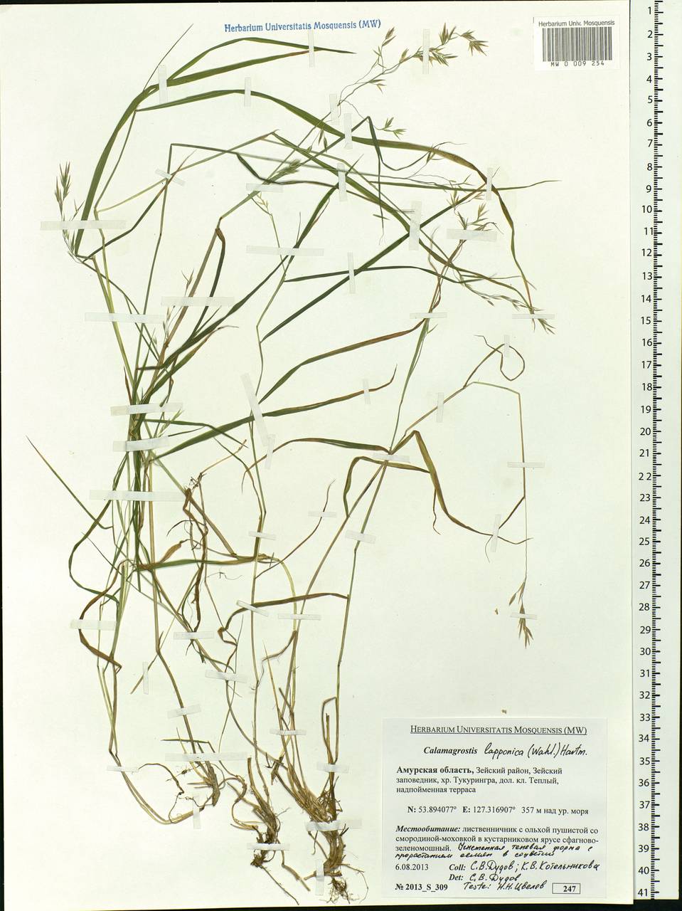 Calamagrostis lapponica (Wahlenb.) Hartm., Siberia, Russian Far East (S6) (Russia)