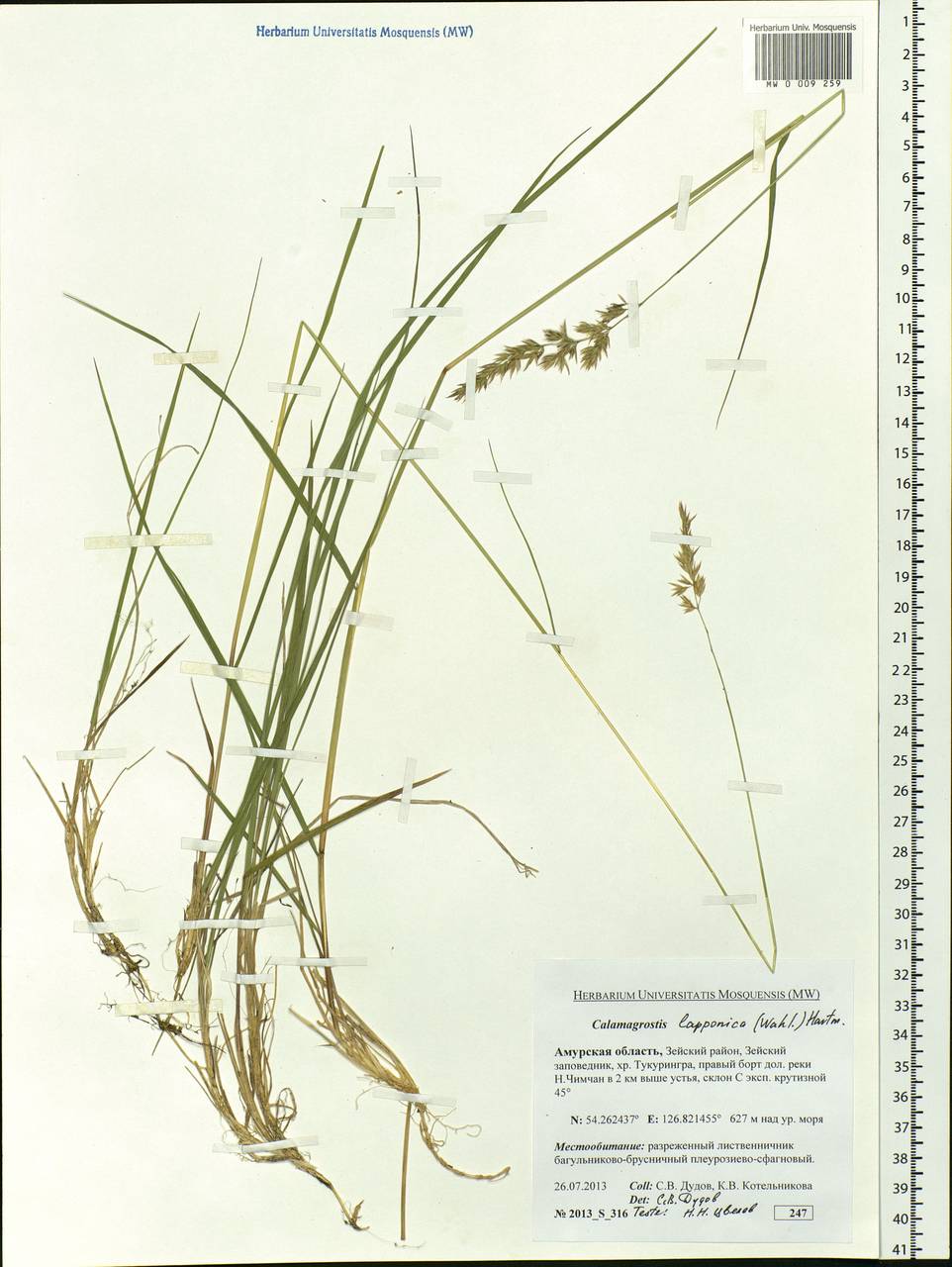 Calamagrostis lapponica (Wahlenb.) Hartm., Siberia, Russian Far East (S6) (Russia)