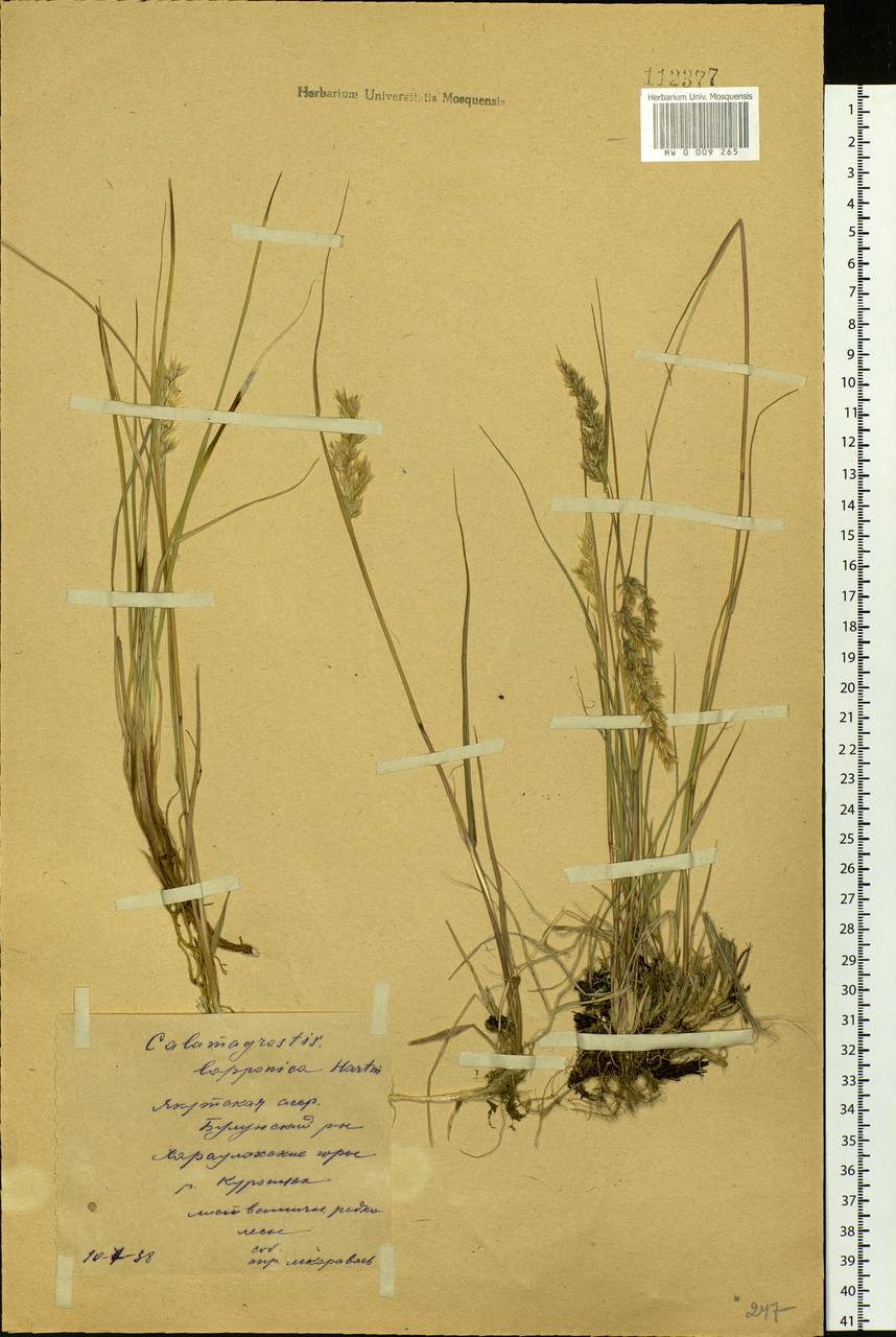 Calamagrostis lapponica (Wahlenb.) Hartm., Siberia, Yakutia (S5) (Russia)