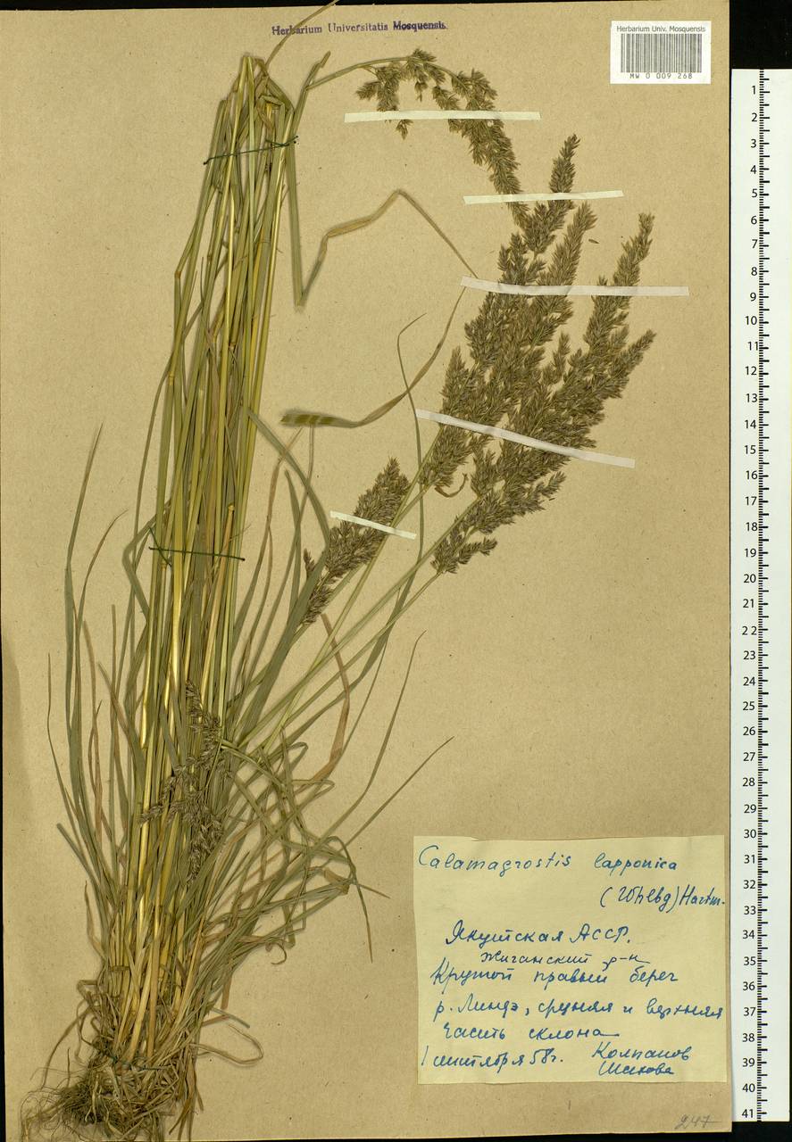 Calamagrostis lapponica (Wahlenb.) Hartm., Siberia, Yakutia (S5) (Russia)