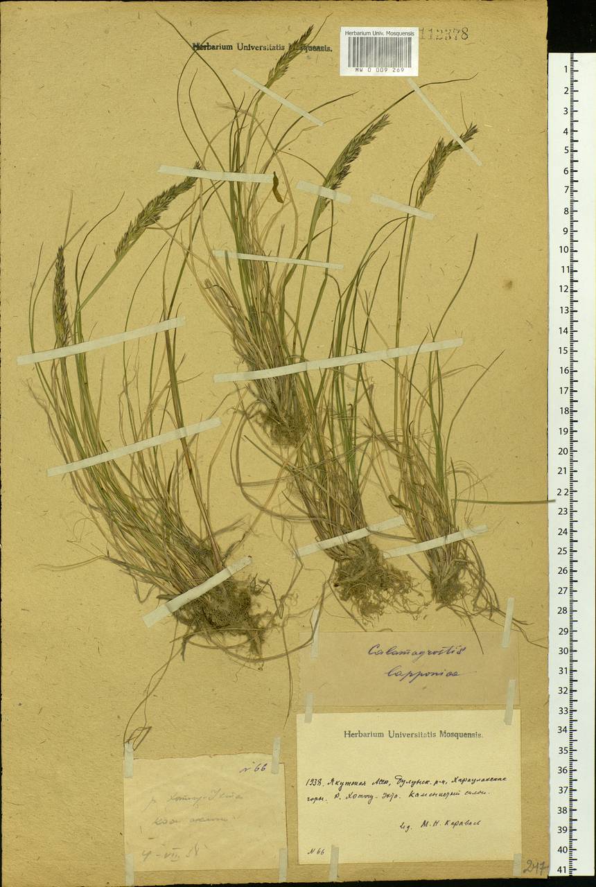 Calamagrostis lapponica (Wahlenb.) Hartm., Siberia, Yakutia (S5) (Russia)