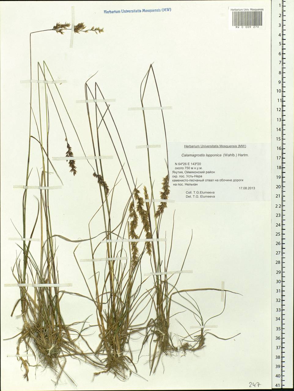 Calamagrostis lapponica (Wahlenb.) Hartm., Siberia, Yakutia (S5) (Russia)