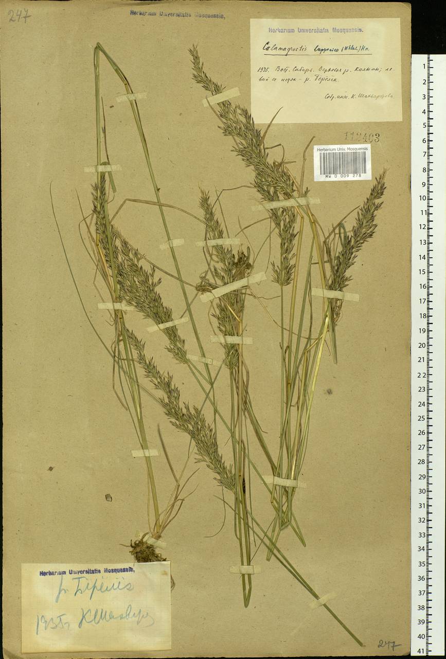 Calamagrostis lapponica (Wahlenb.) Hartm., Siberia, Yakutia (S5) (Russia)