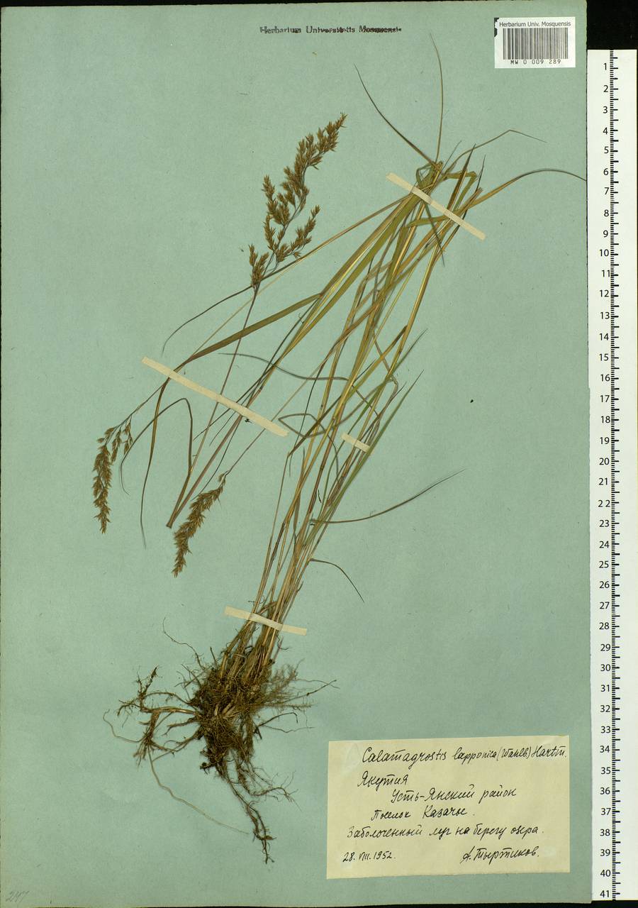 Calamagrostis lapponica (Wahlenb.) Hartm., Siberia, Yakutia (S5) (Russia)