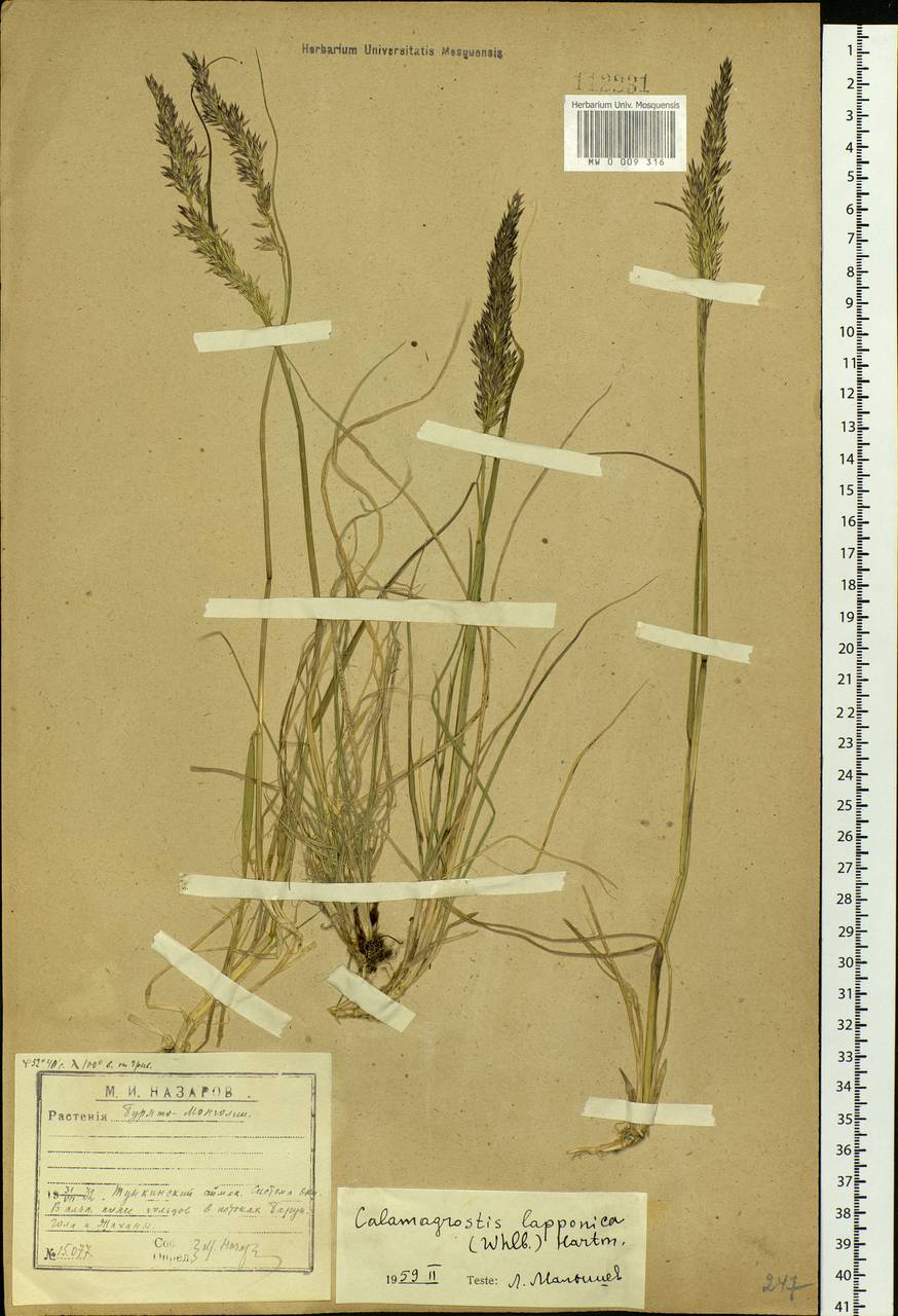 Calamagrostis lapponica (Wahlenb.) Hartm., Siberia, Baikal & Transbaikal region (S4) (Russia)