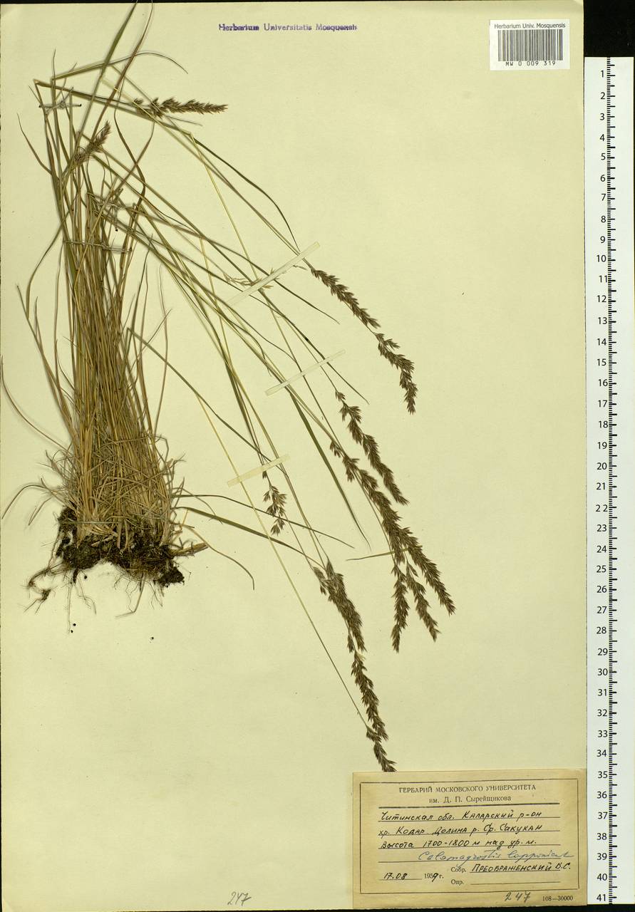 Calamagrostis lapponica (Wahlenb.) Hartm., Siberia, Baikal & Transbaikal region (S4) (Russia)