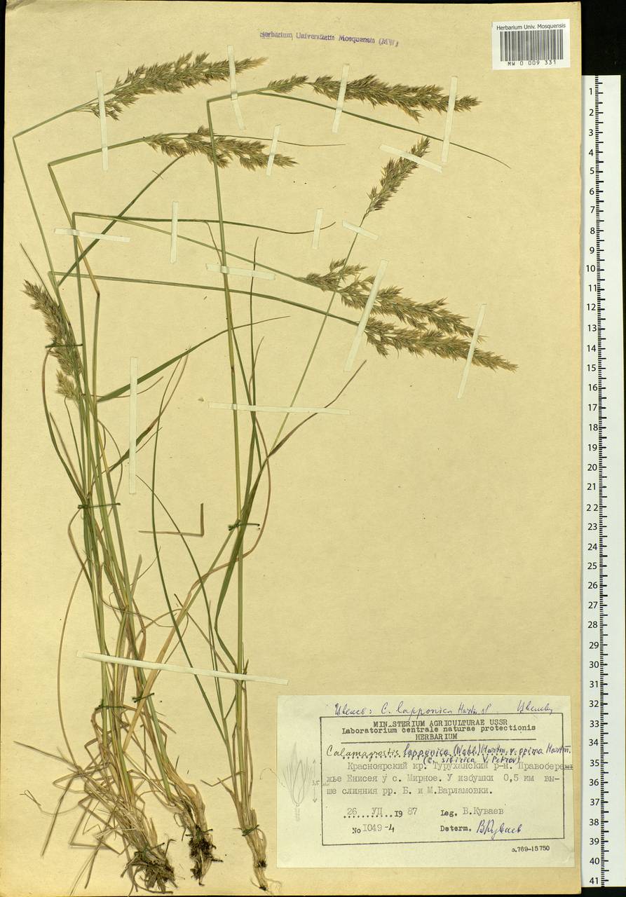 Calamagrostis lapponica (Wahlenb.) Hartm., Siberia, Central Siberia (S3) (Russia)