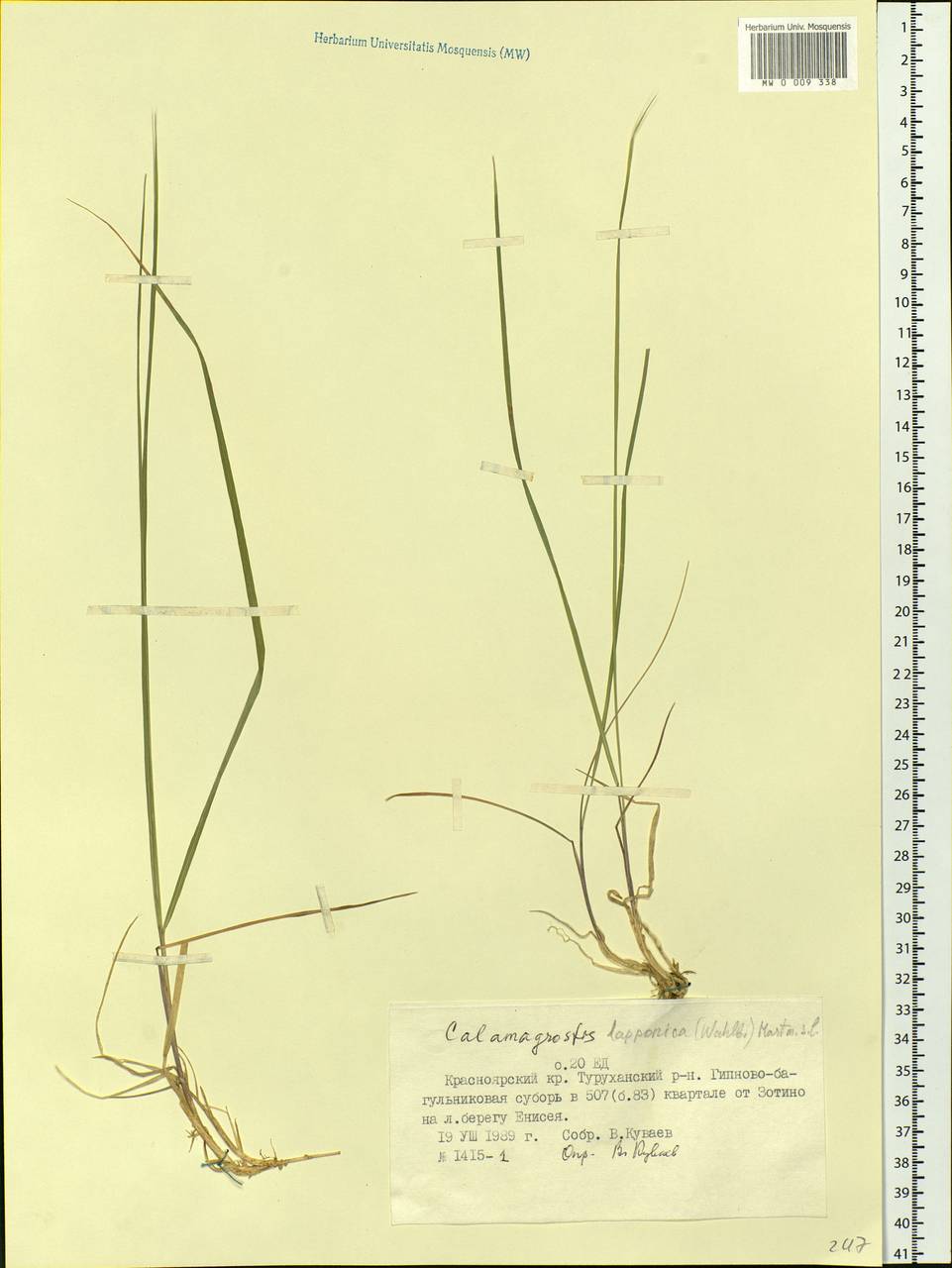 Calamagrostis lapponica (Wahlenb.) Hartm., Siberia, Central Siberia (S3) (Russia)